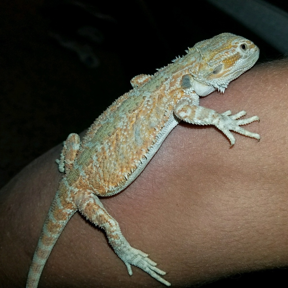 Meet your Posher, Kitana
